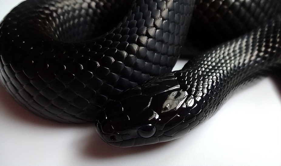 Black King Snake: A Way of Survival with Both Beauty and Defiance - iNEWS