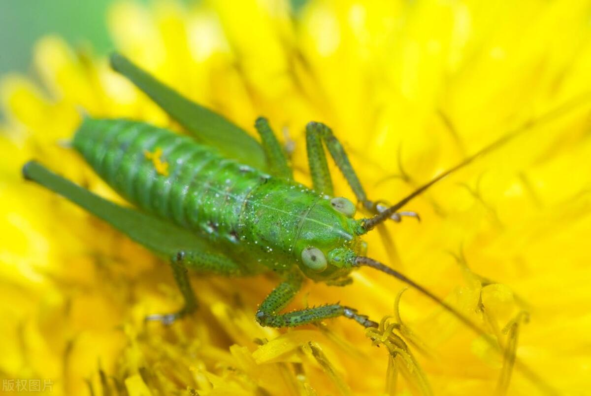 Locust Introduction Is a grasshopper a locust? What is the difference between a grasshopper ...