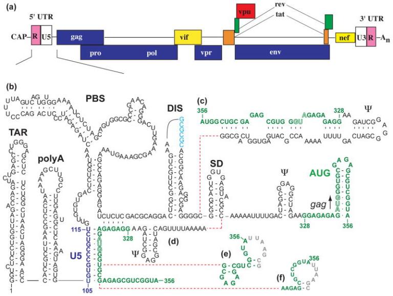 Mechanisms and influencing factors of HIV genome assembly - iNEWS