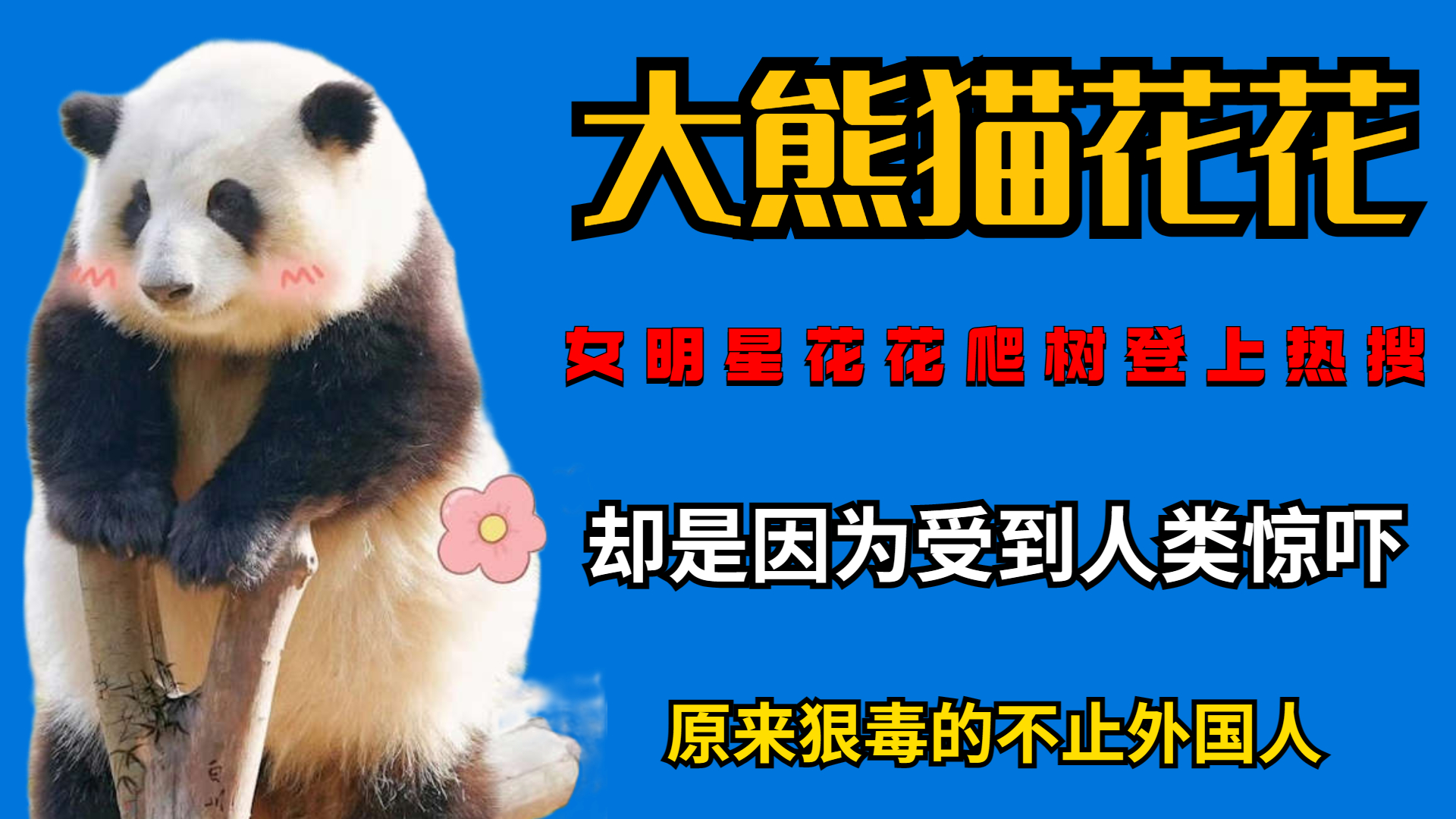 Panda female star Huahua climbed a tree, but because she was frightened