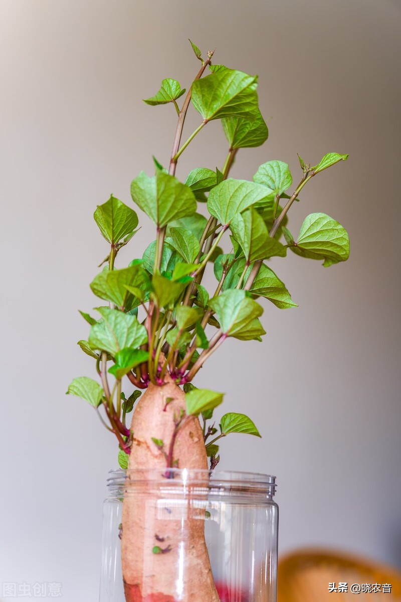 What fertilizers are used for hydroponics iNEWS