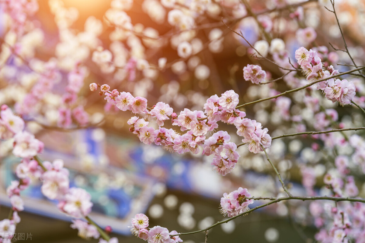 Con Tos Spring Spring is deep, write a collection of spring famous sentences - iMedia