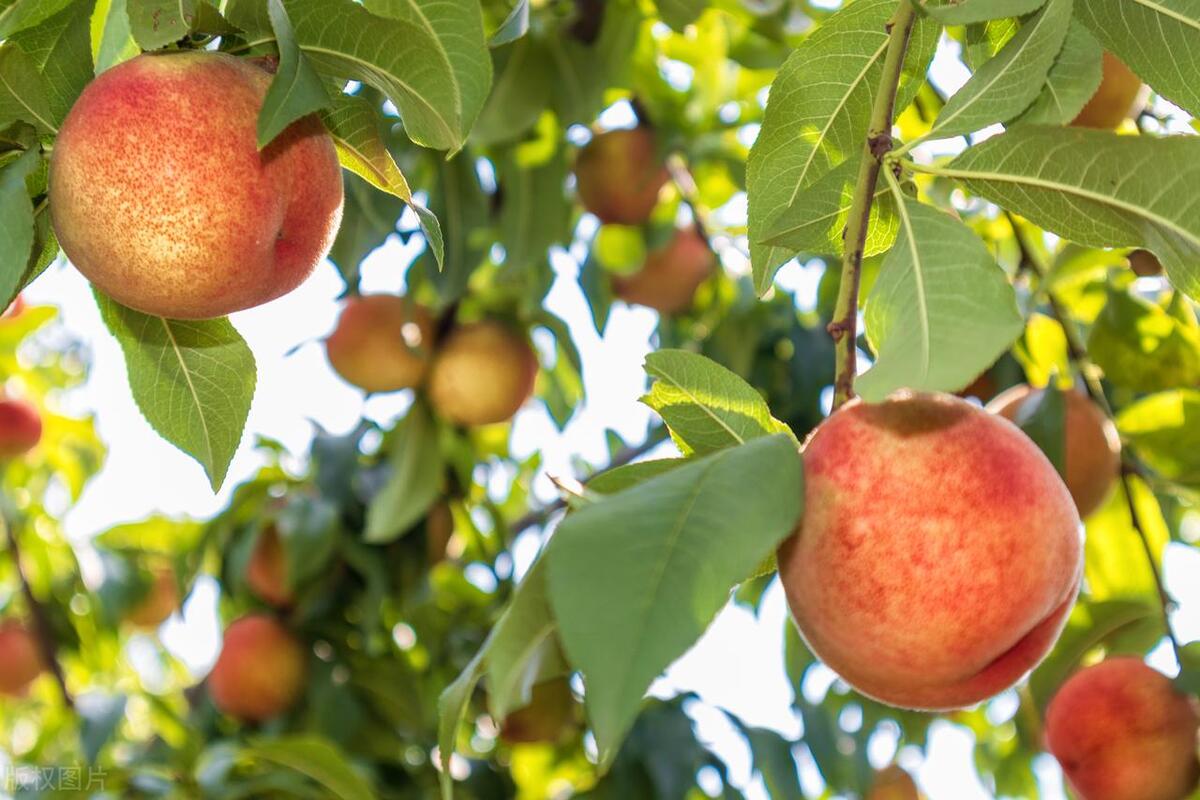 Peaches are rich in vitamins, minerals and fruit acids and are an ideal