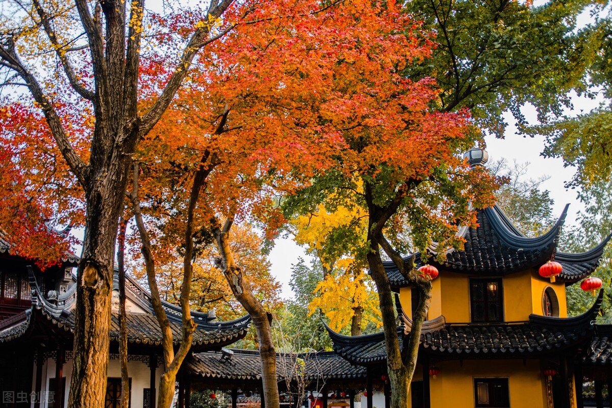 梧葉新黃柿葉紅,更兼烏桕與丹楓——烏桕,千山染就,一江秋濃 - 資訊咖