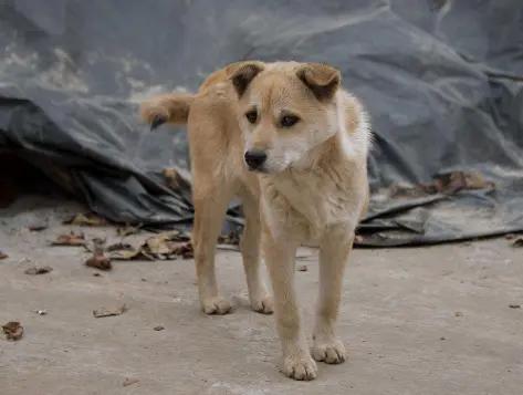 目前在农村 为什么留守妇女喜欢养狗 原来有这样的秘密 资讯咖