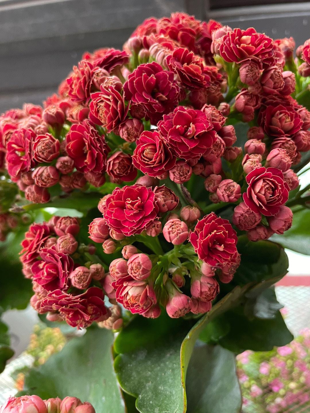 Sweeping Flower Tomb-sweeping Day is here, hurry up and cut 3 kinds of flowers, the ...