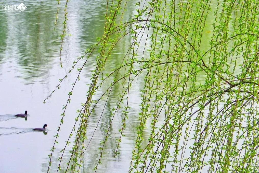 [Original Prose] The spring scenery in February is like a painting with ...