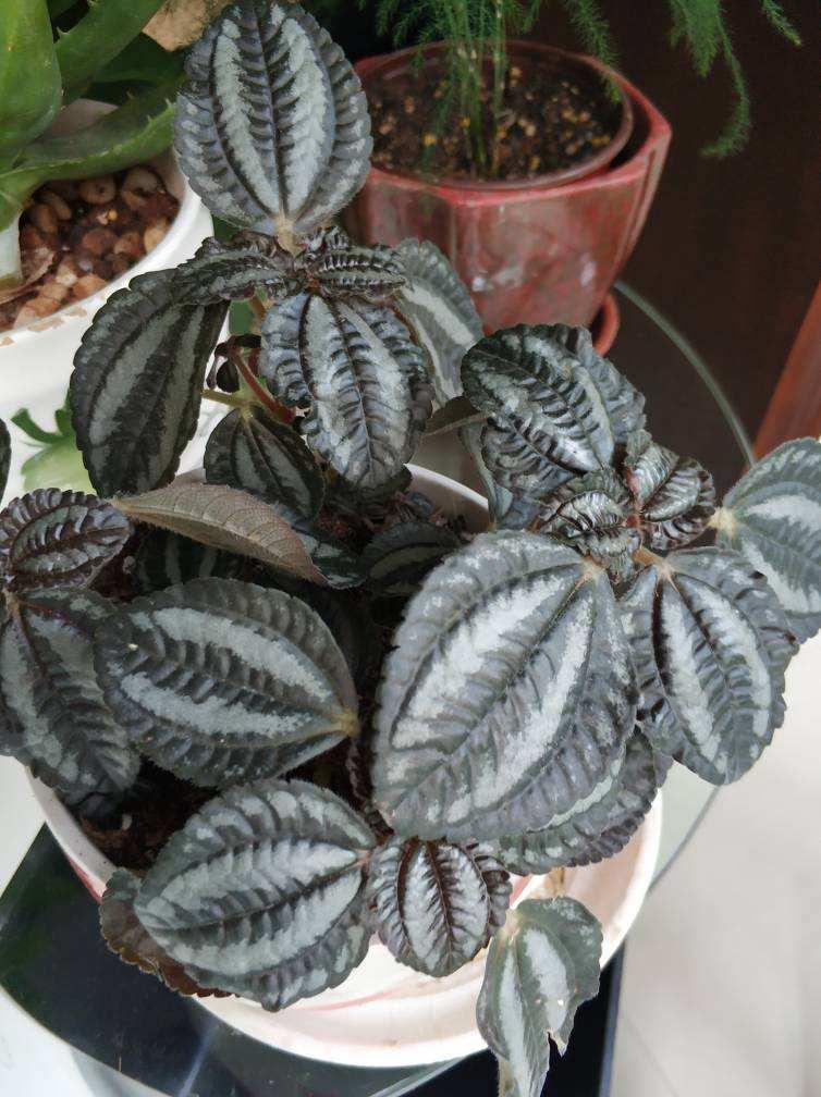 10 yuan a pot of cold water flowers, the leaves are exquisite like a