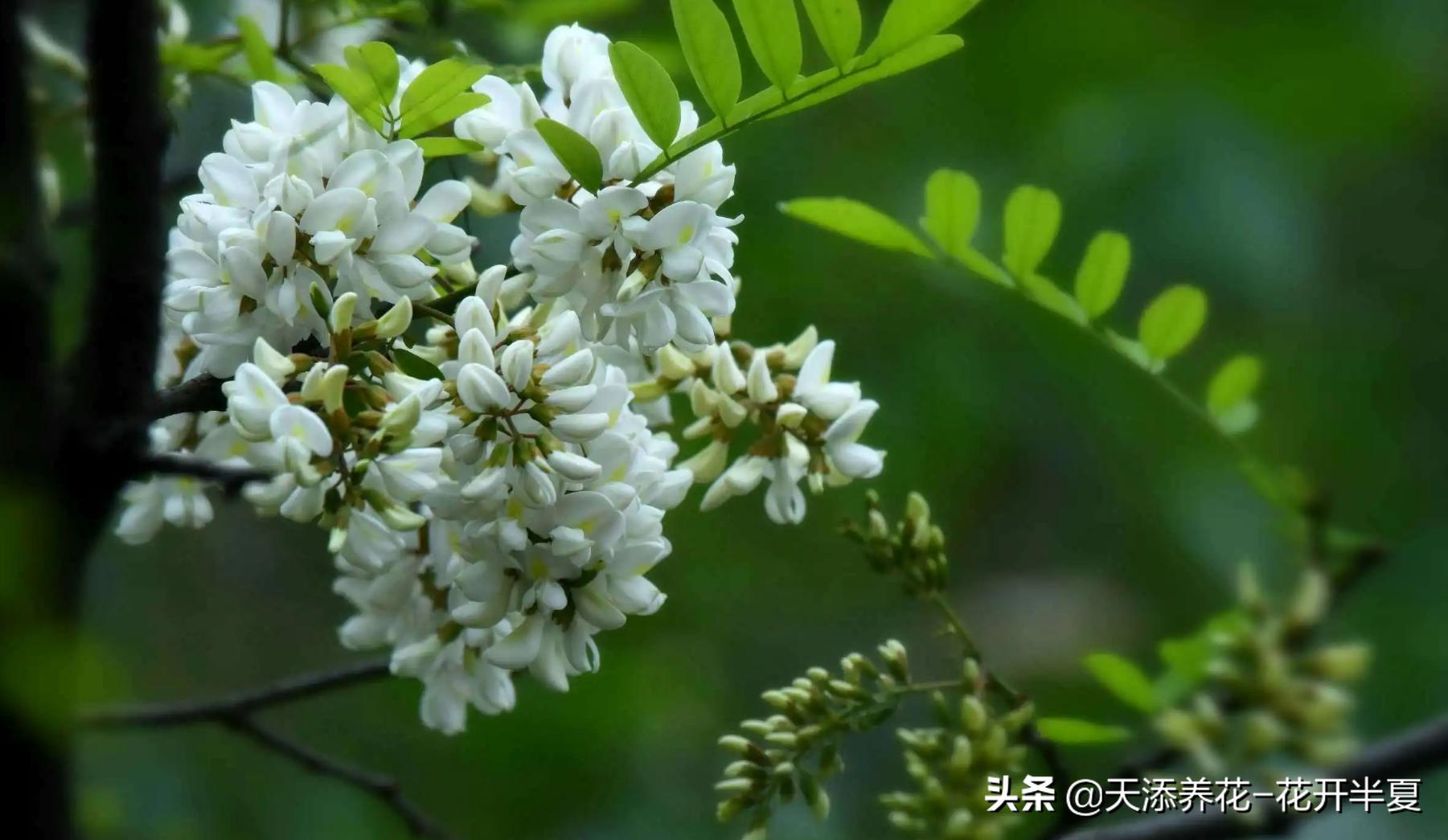 槐花有什麼功效?趕緊點擊來看看吧 - 資訊咖