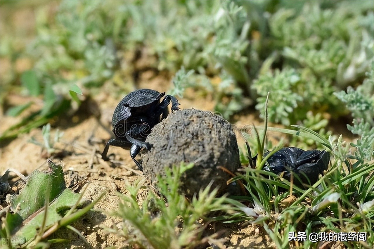 importing-dung-beetles-from-china-every-year-why-does-australia-need