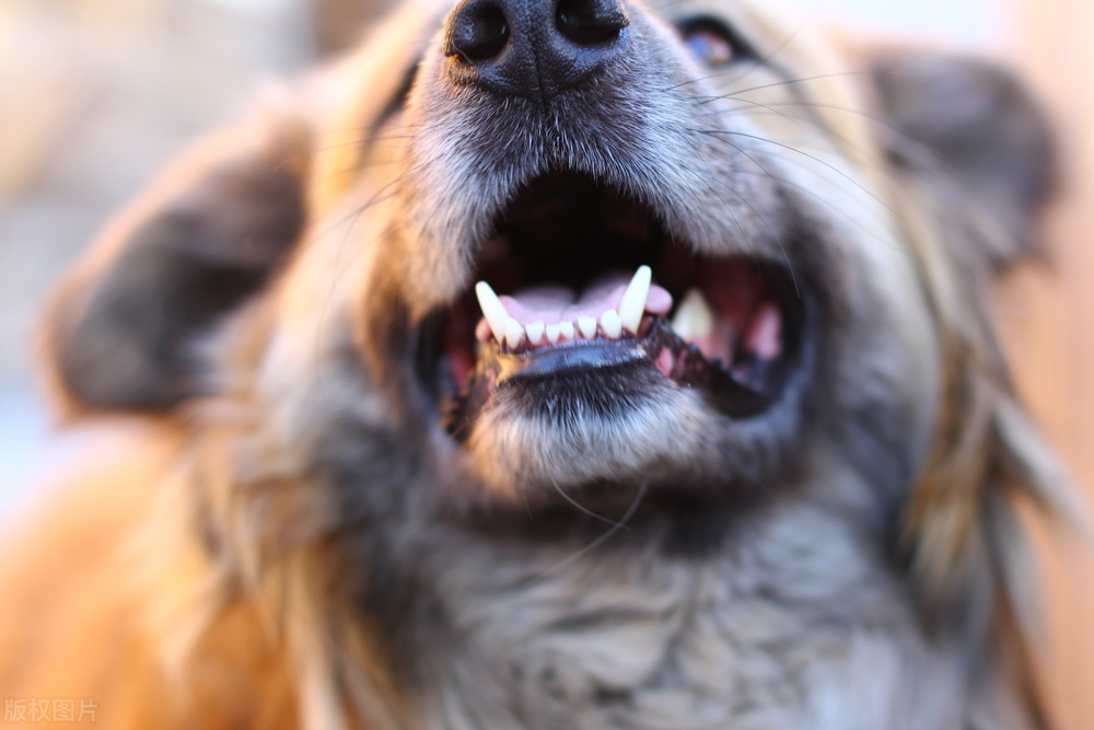 don-t-ignore-it-don-t-wait-until-your-dog-has-dental-disease-to-regret