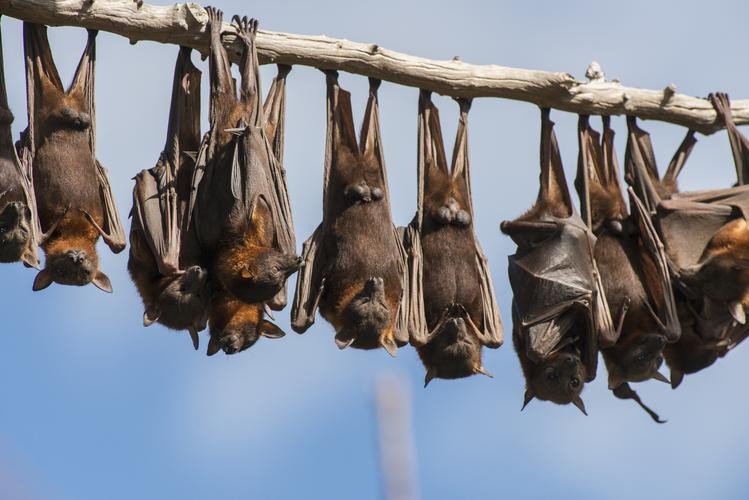 What will understanding bat social behavior and reproductive strategies ...