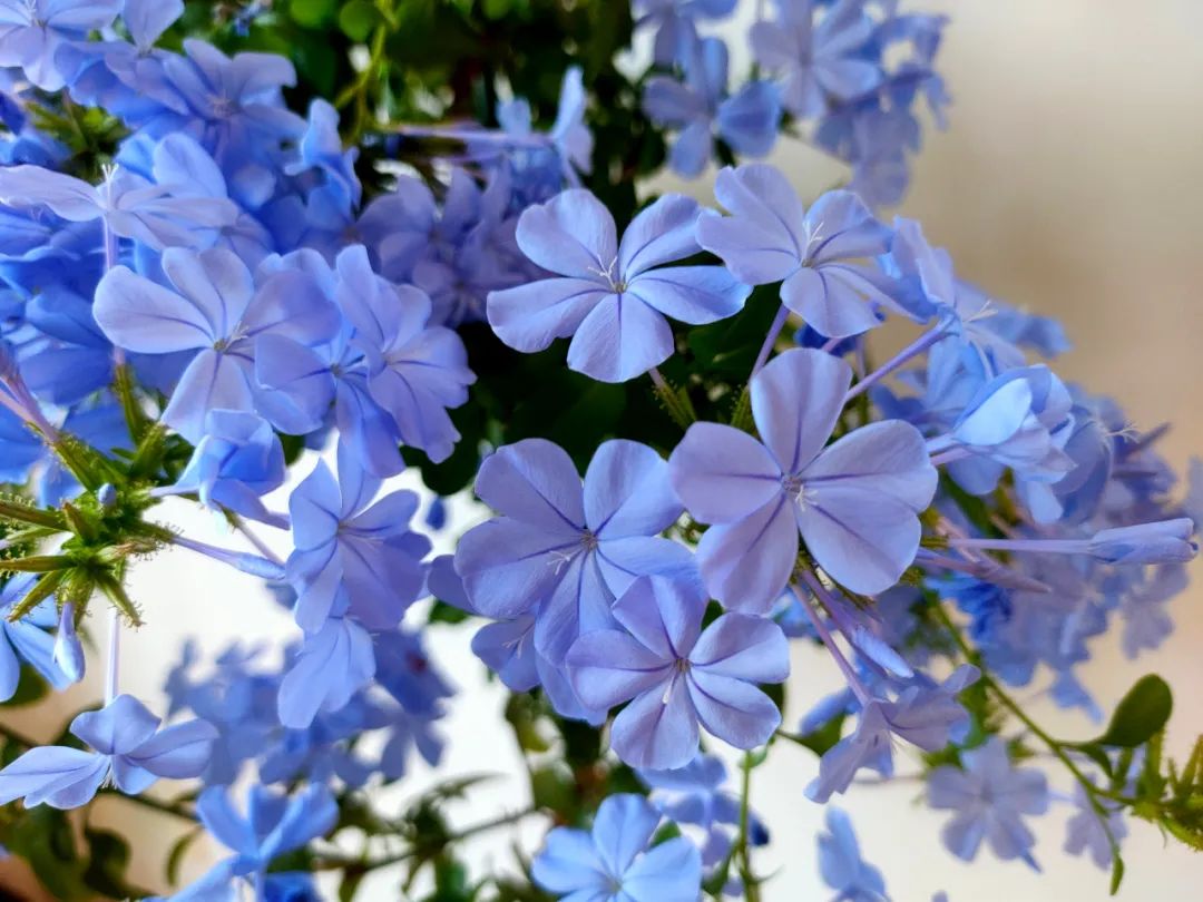 These 3 kinds of "unpleasant" flowers should not be kept in the living