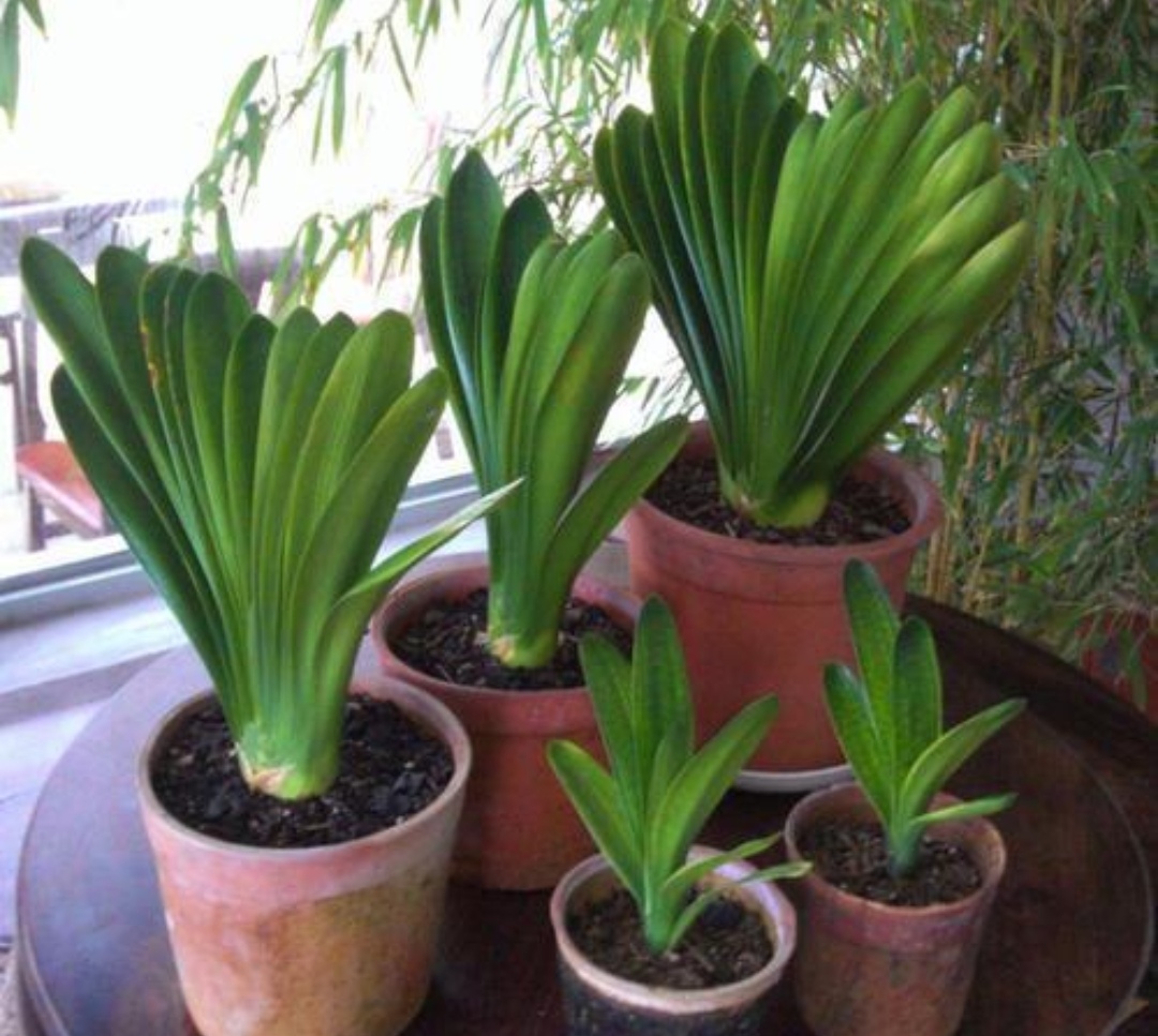 5 kinds of flowers like to "eat soil", and change the pot in time in