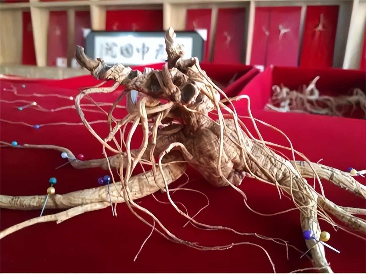 Can ginseng really "suspend life"? If the thousandyearold ginseng has