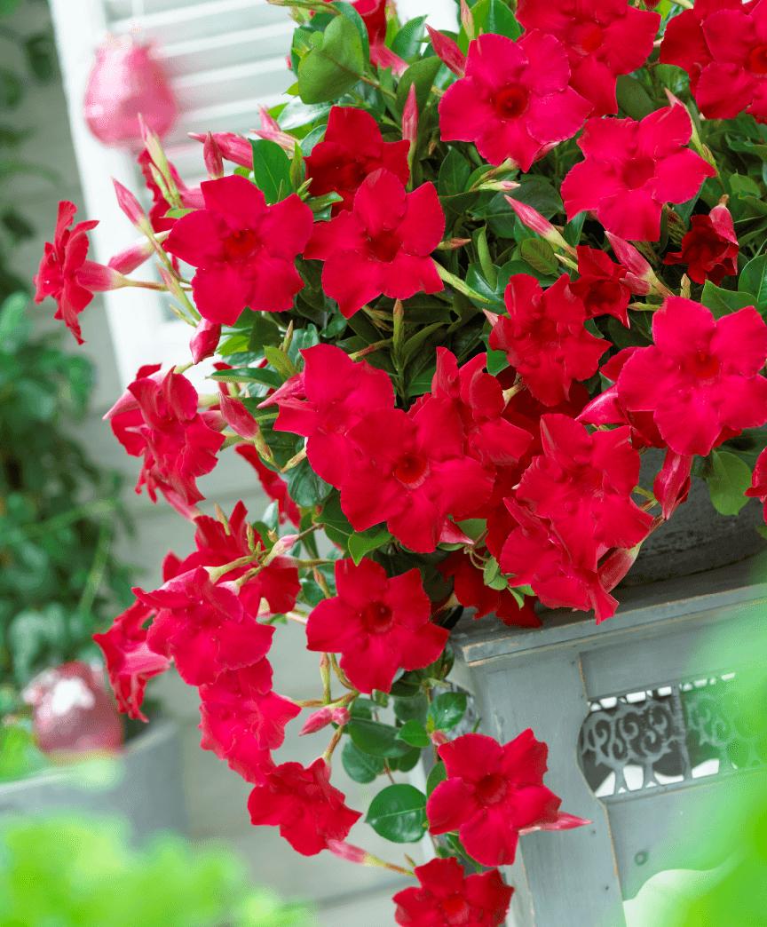 9 kinds of spicy flowers that "don't die in the sun", under the hot sun