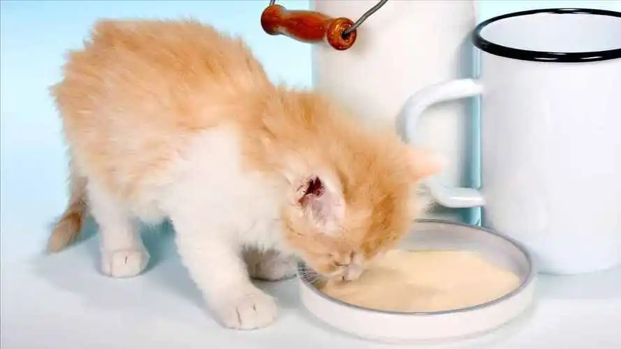 What to do if the kitten does not eat? Reasons and solutions for