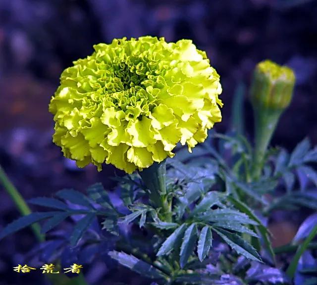 Marigolds, high ornamental value, versatile flowers iNEWS