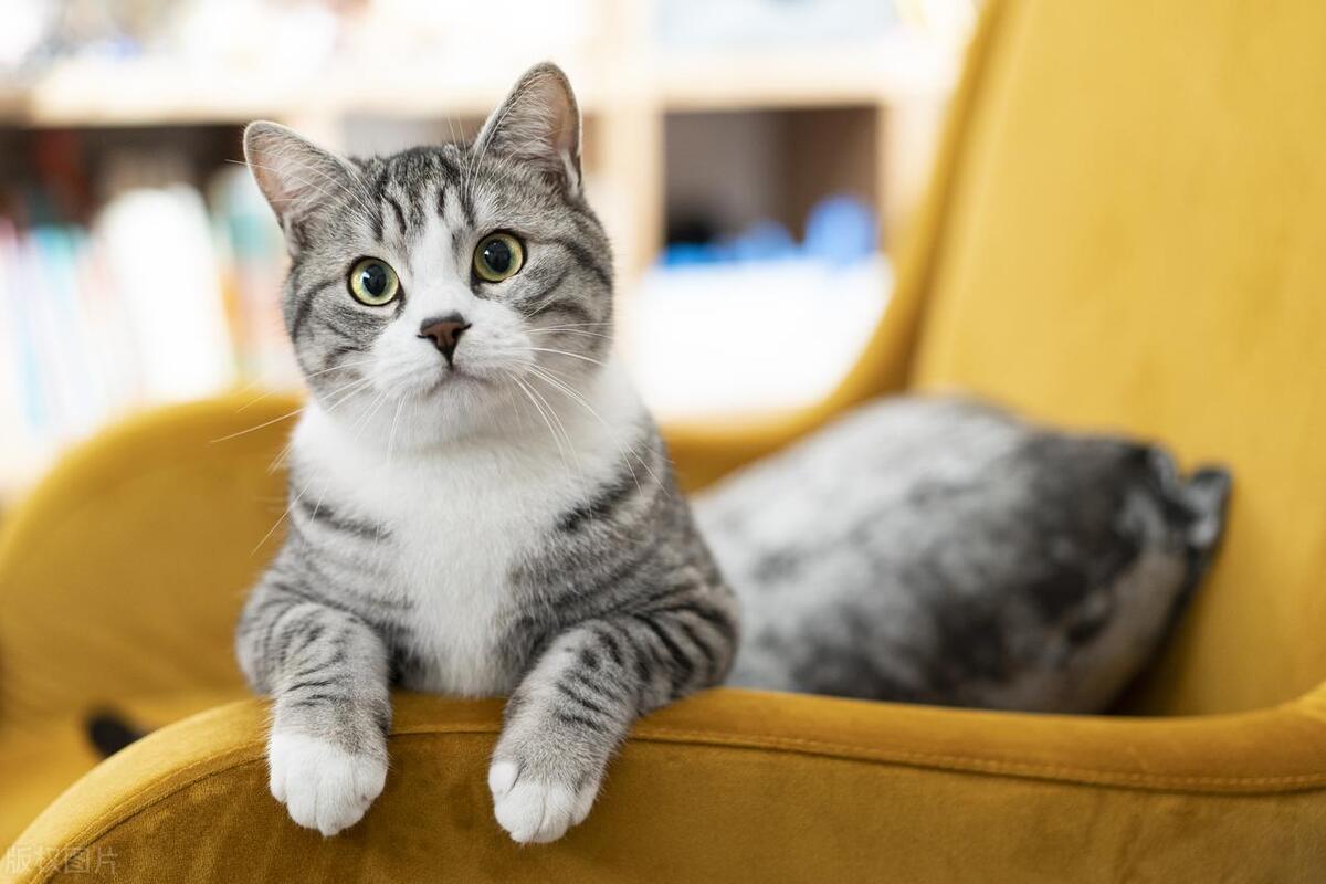 How do cats adapt to their new home environment? - iNEWS