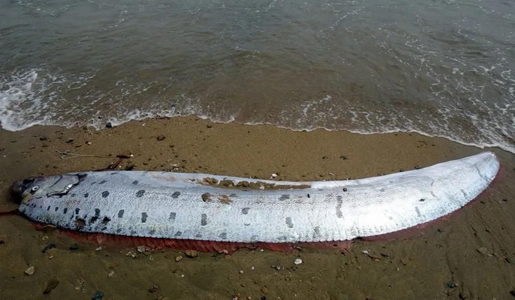 The sea monster "Earthquake Fish" appeared in Taiwan, 6 meters long!Which animals can predict