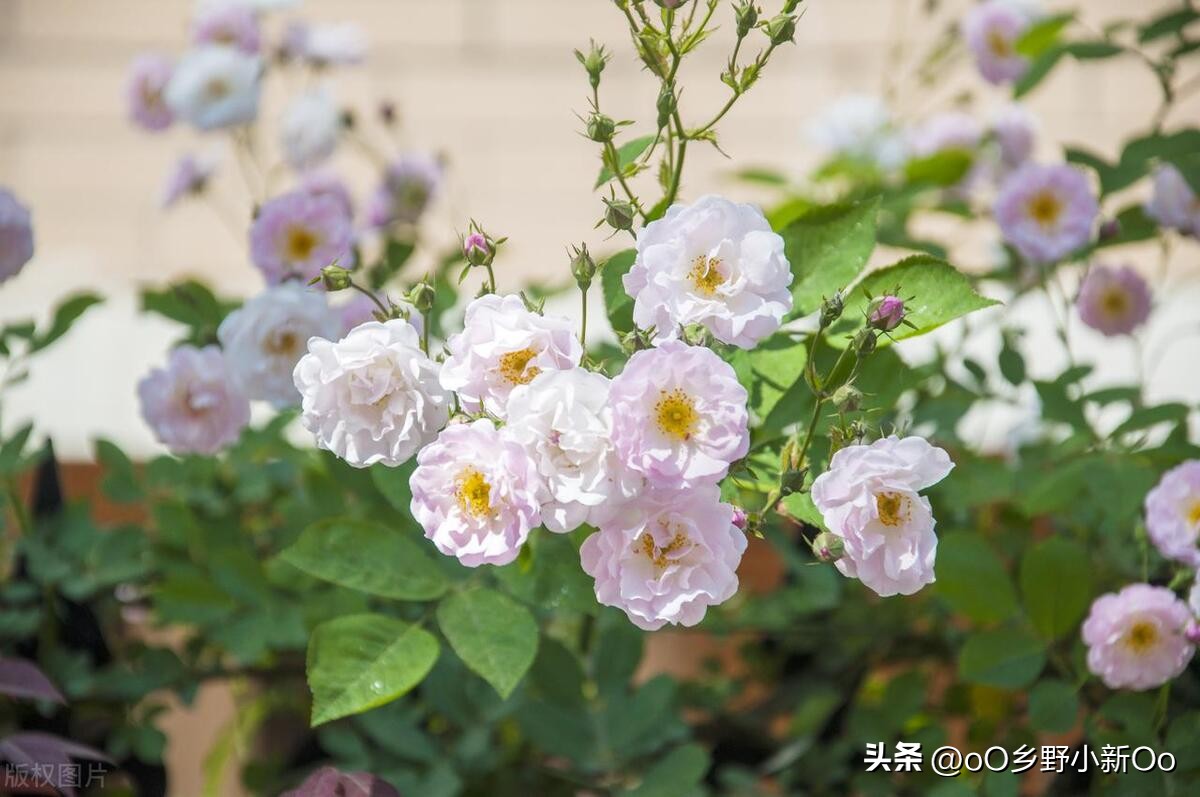 Demystify the flowering frequency of roses! How many times a year do ...