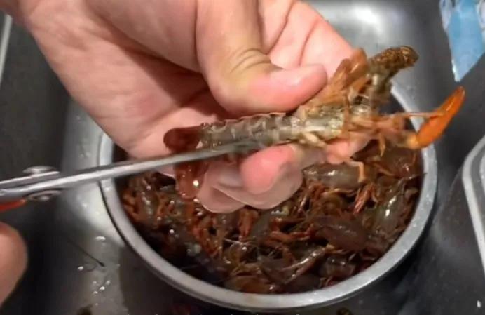給大家詳細講解麻辣小龍蝦的製作和配方，耐心看完學會你就是大廚