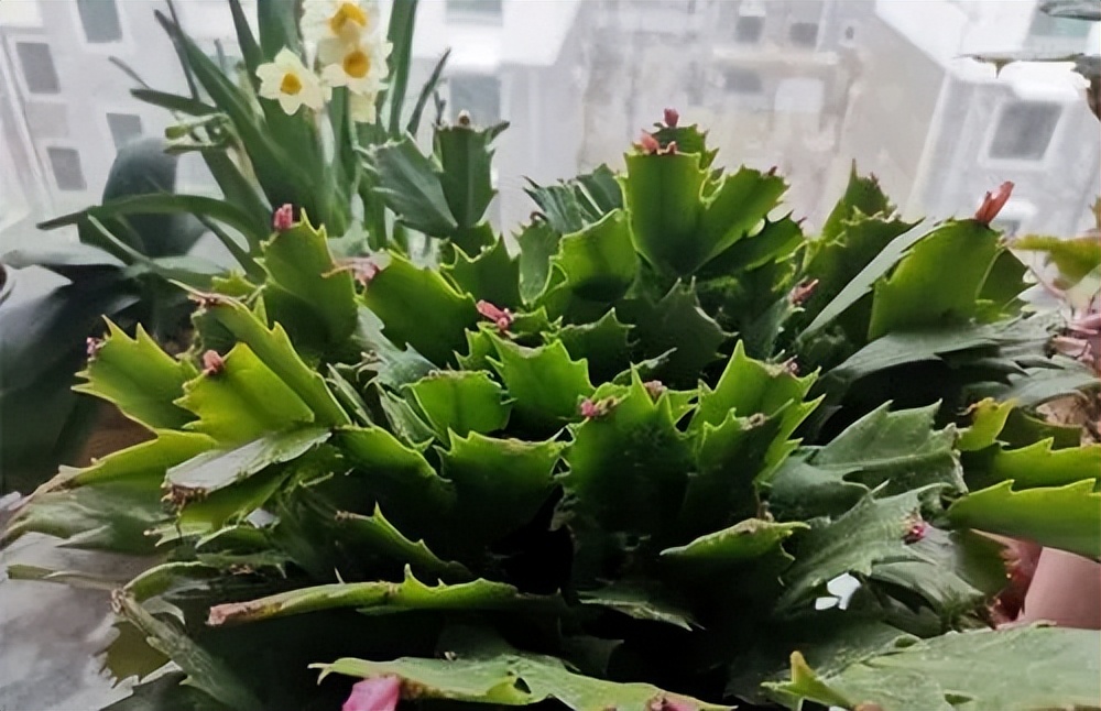 How to keep crab claw orchid in bloom iNEWS