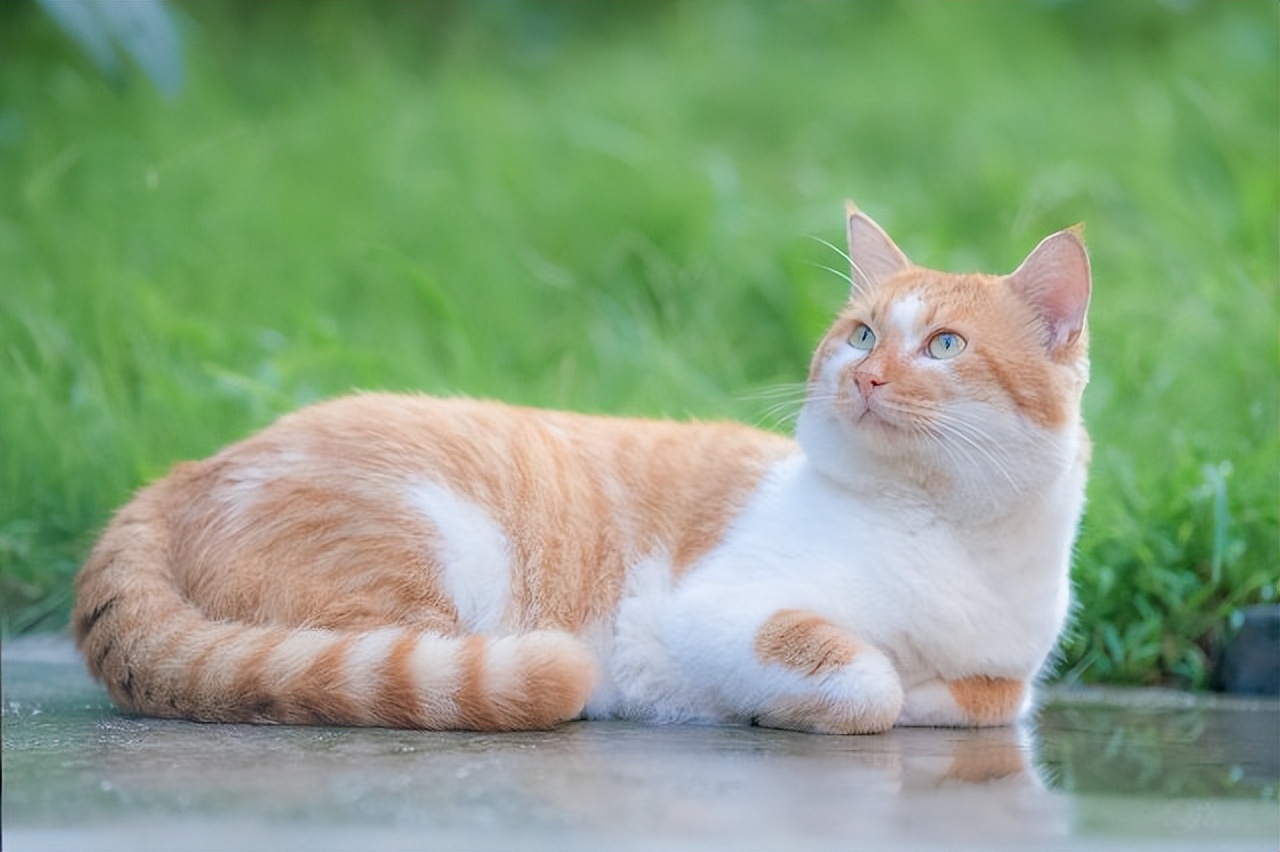 Easily determine cat age from these 4 characteristics iNEWS