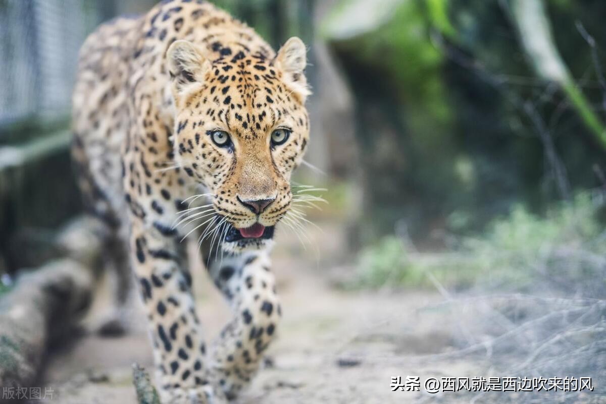 After the surviving tiger learned of the death of his loving father, he ...