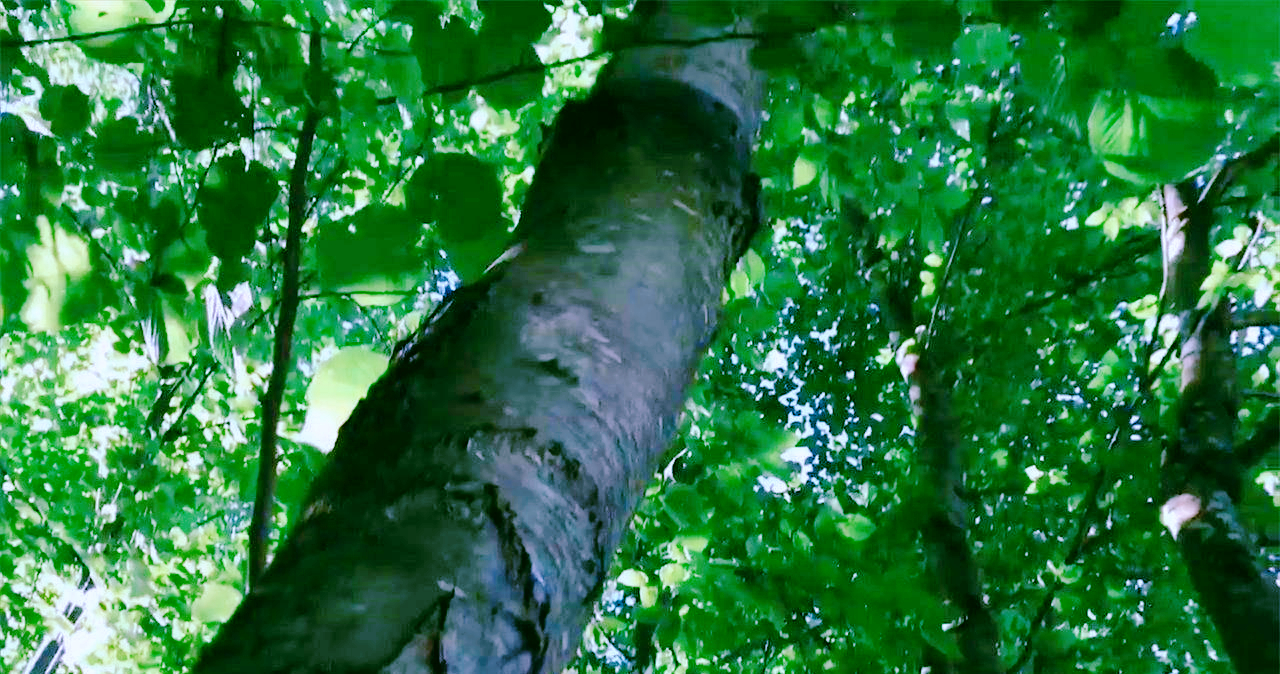 The hardest tree in the world, which can be made into aerospace