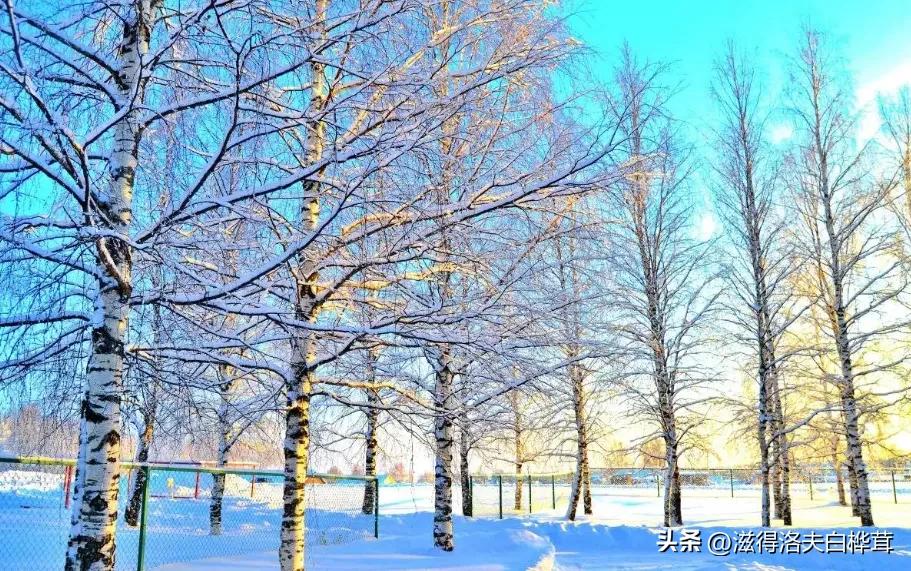 Do you know the national tree of each country? iNEWS