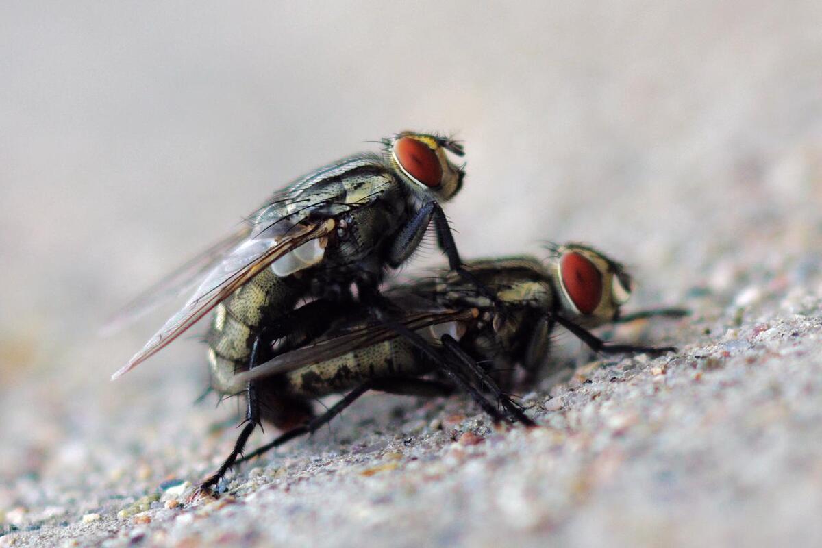 Do you know why flies always rub their hands together? Unexpectedly