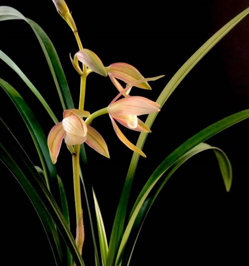 Use aspirin for watering orchids to improve flowering and stress