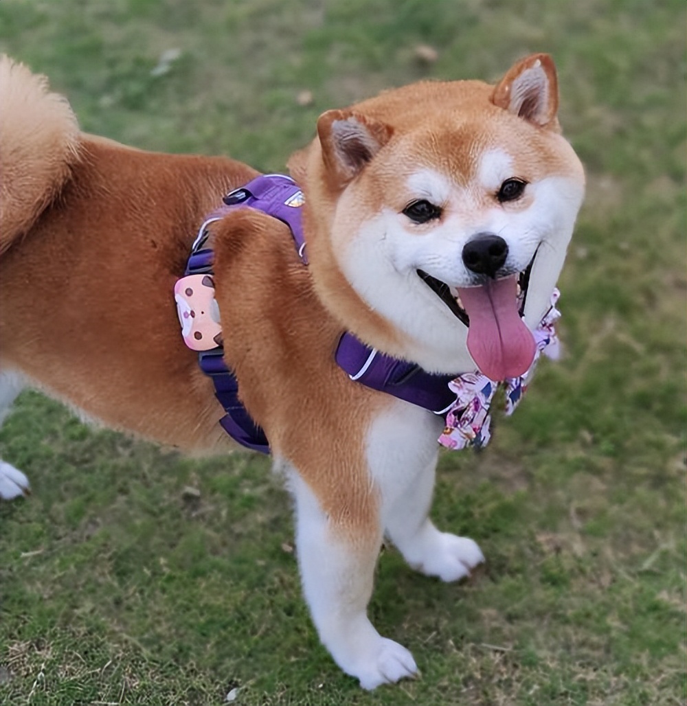 Hybrid genetic transformation and evolutionary history of Shiba Inu ...