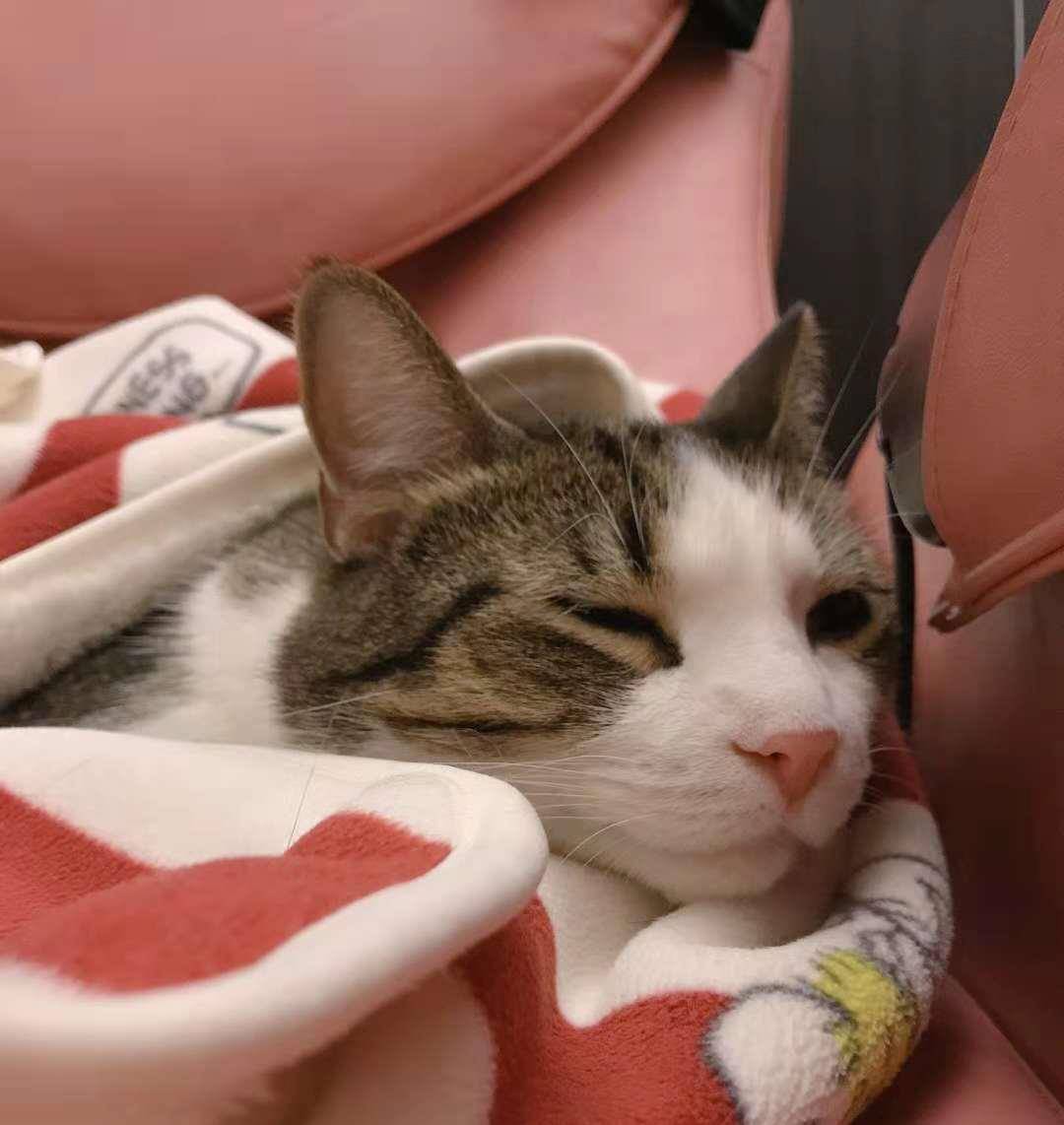 Why do civet cats like to sleep with their owners?The reason, I feel so