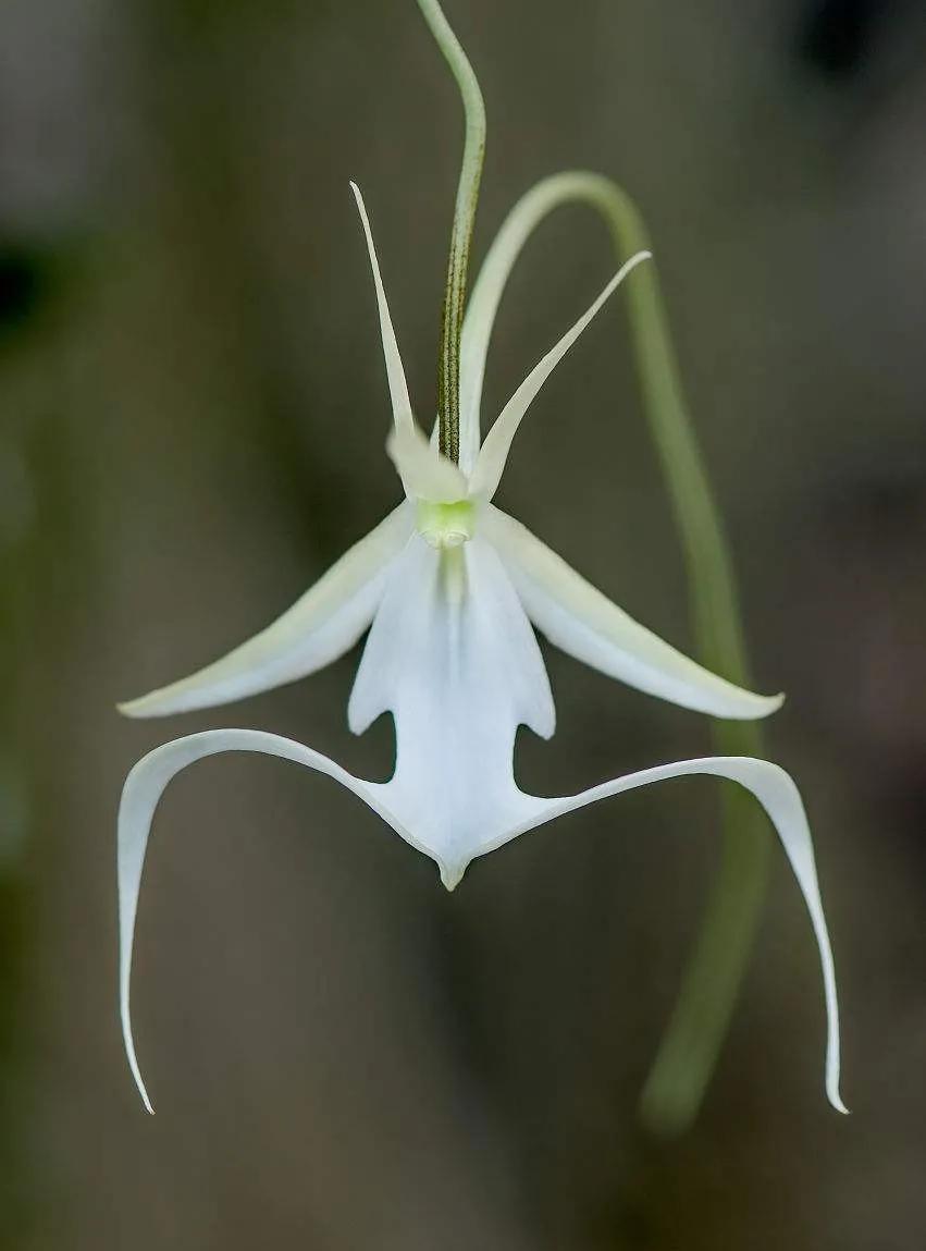 The most expensive orchid "Ghost Orchid" iNEWS