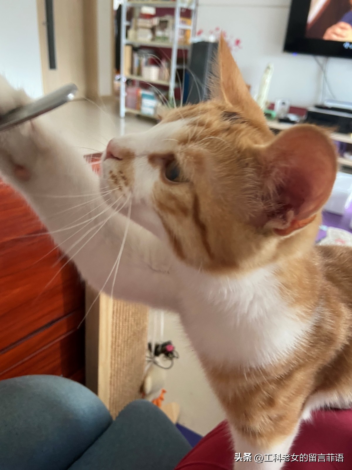 It's not just people who are greasy, the cat is faster when it gets