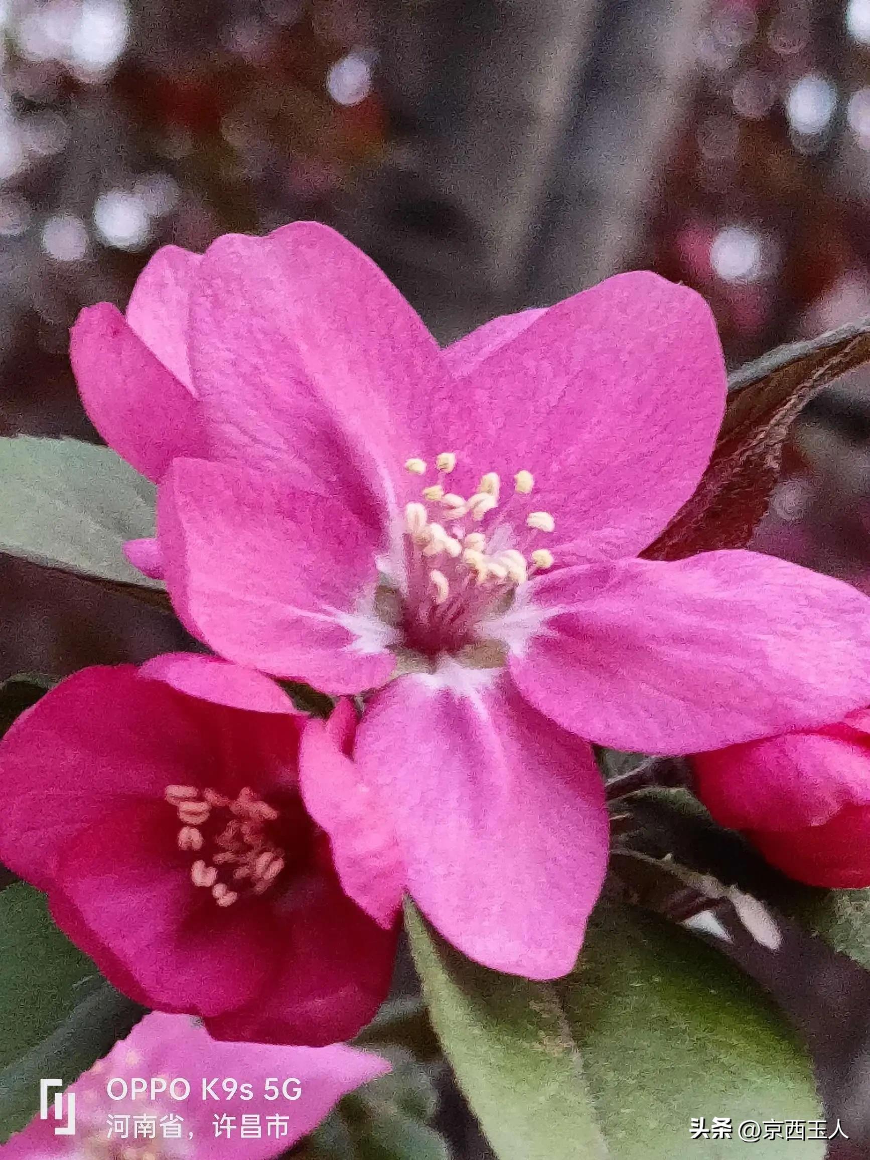 Yutang Fugui Begonia - iMedia