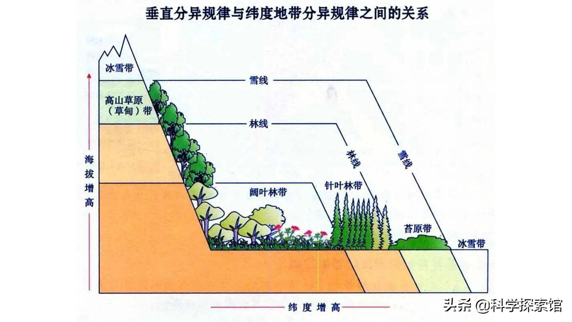 Trees can grow in the cracks of stones, why don't trees grow on the