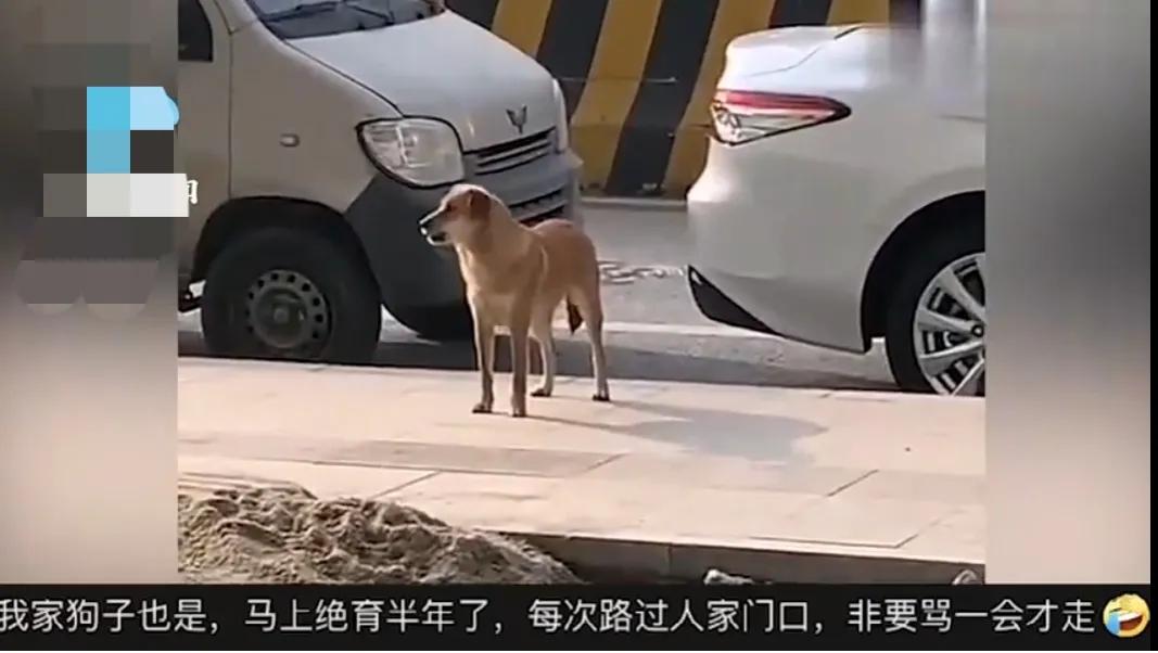 How much grudge a dog can hold iNEWS