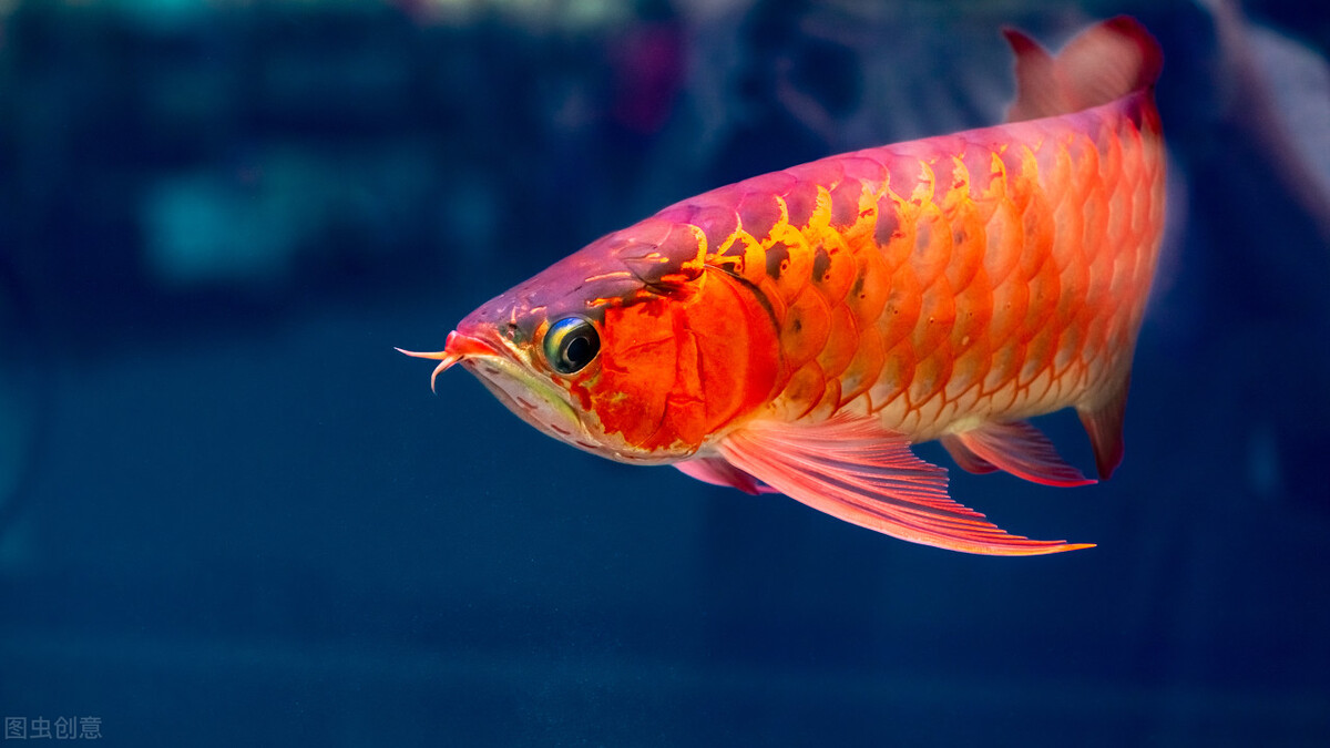 Fish don't seem to have ears, so why is hearing really good?do you know? iNEWS