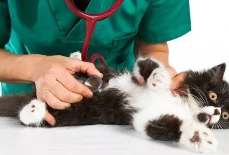 Love cats at home what to feed cats after vomiting What to feed cats