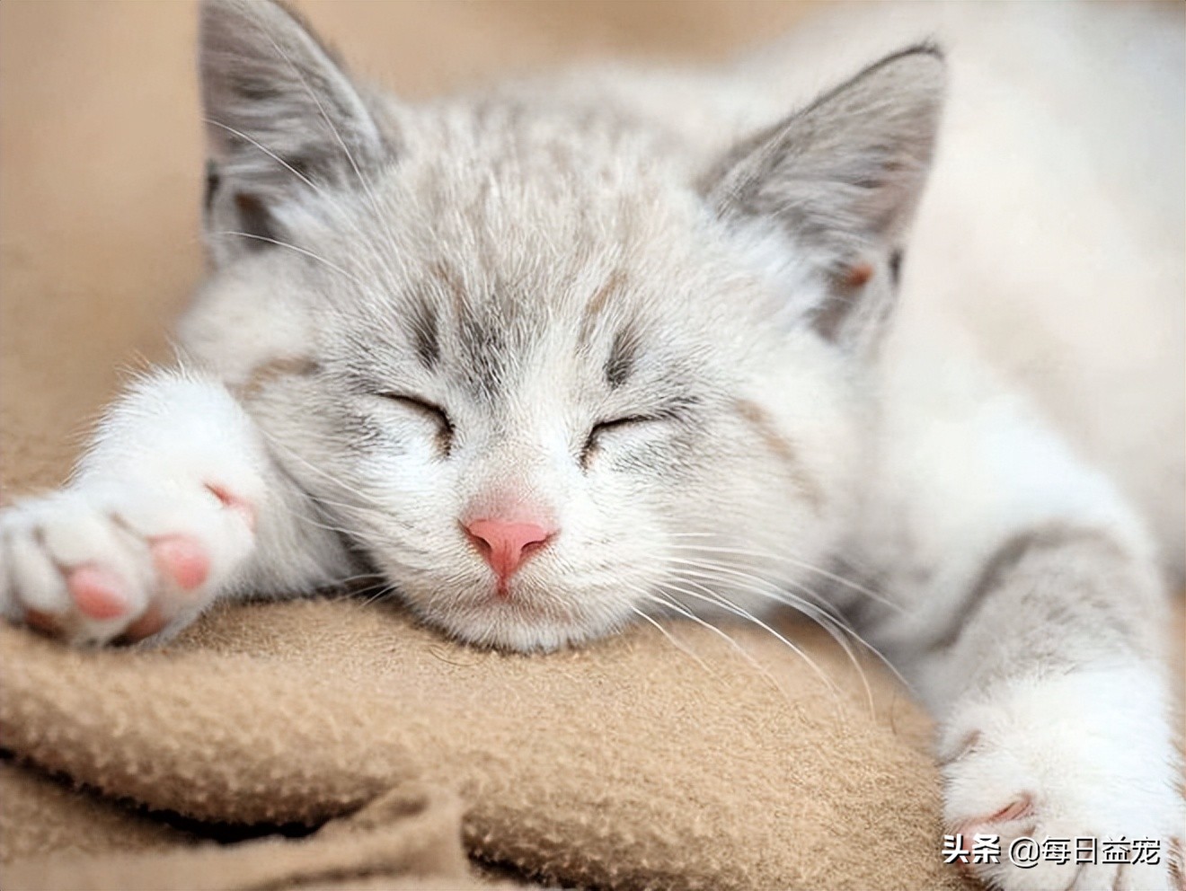 What should I do if my cat has a cold?it can get better faster iNEWS