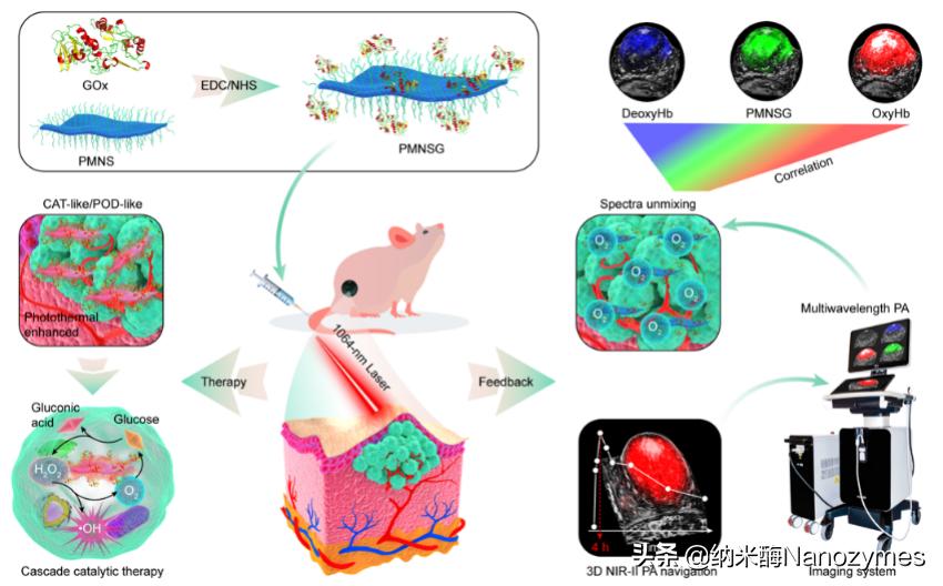 Nanozyme and natural enzyme cascade for tumor catalytic therapy ...