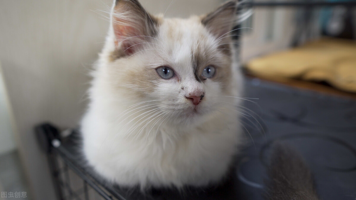 How much does it cost to raise a cat, how much does a puppet cat, and