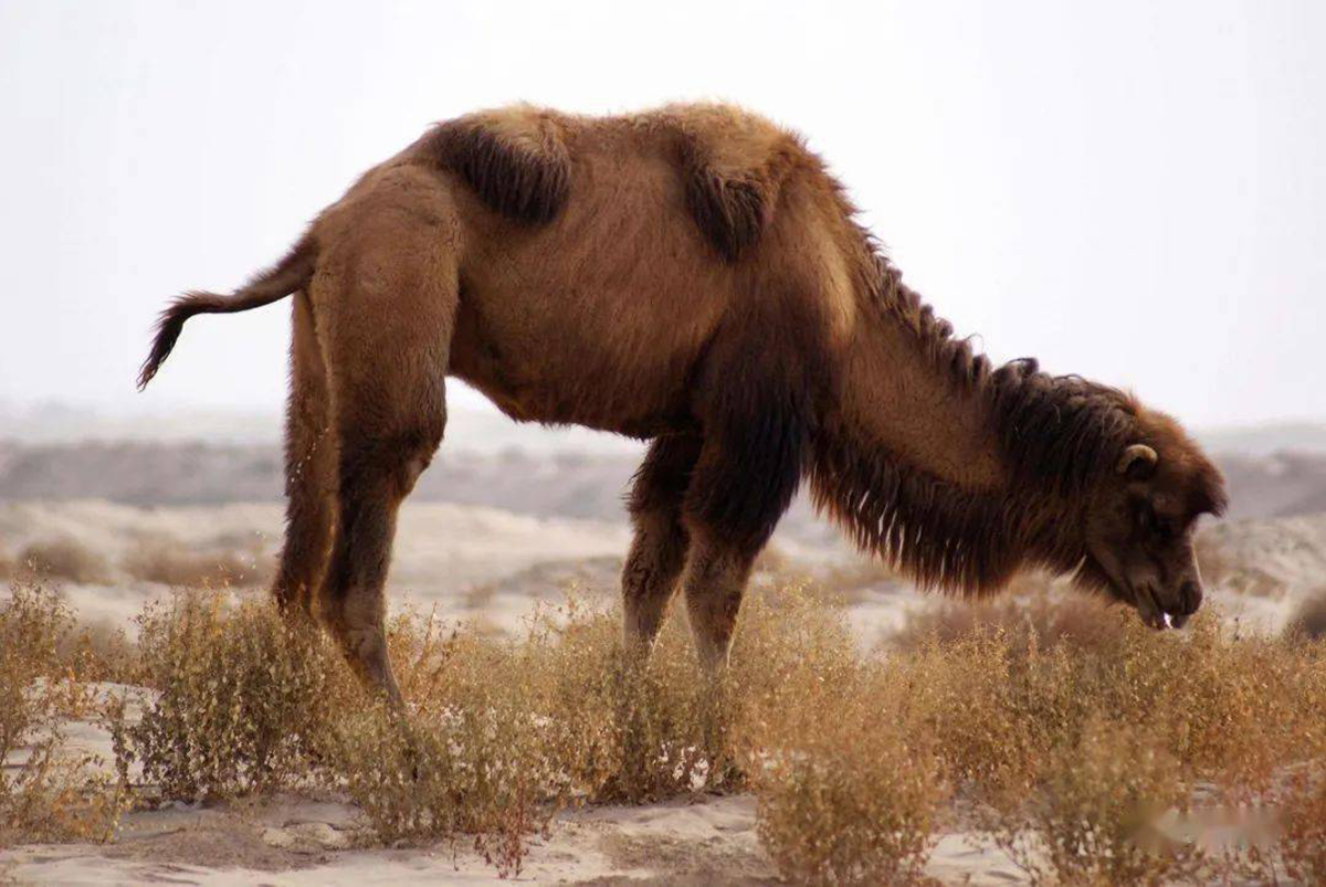 The hump hump, one of the eight treasures in ancient times, was once a