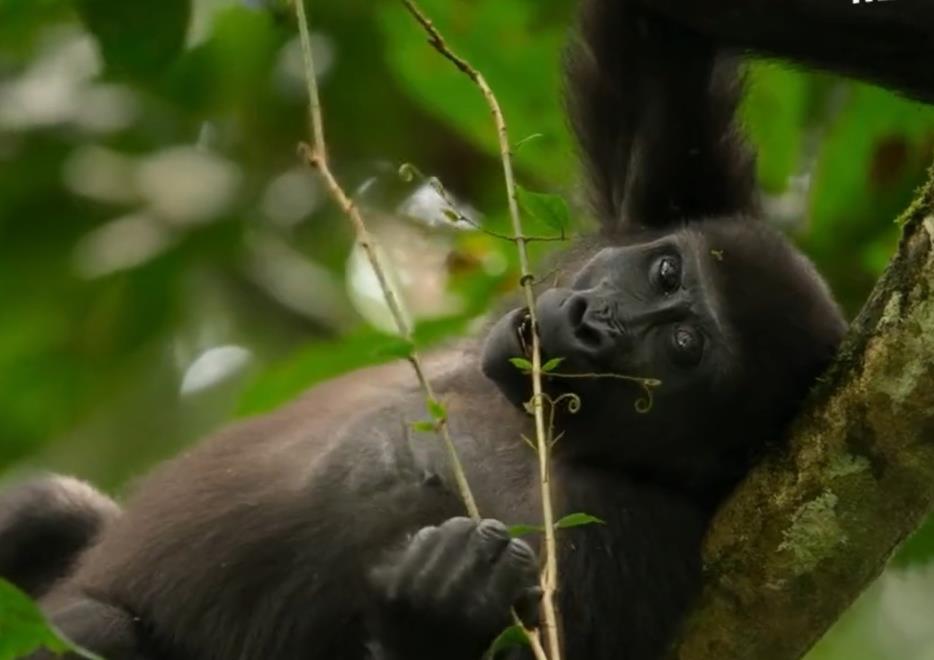 exploring-the-life-of-tropical-jungle-gorillas-what-do-they-eat-why-orangutans-are-endangered