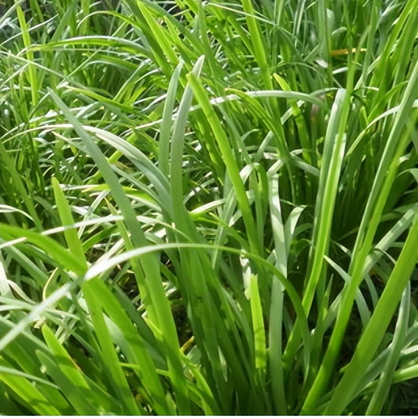 What fertilizer do leeks like?These two kinds of chemical fertilizers