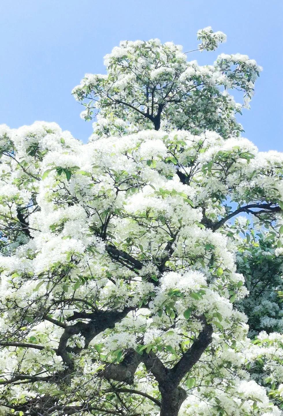Original Poetry Fude Two Tassel Flowers - iNEWS
