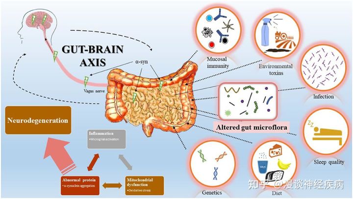 The vital role of gut microbes in the aging process - iNEWS